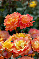 Orange rose in garden