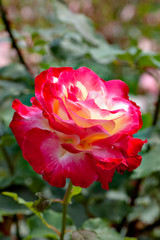 Red rose in garden