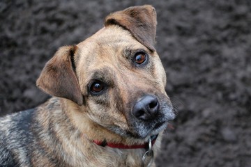 beautiful mixed shepherd dog is standing in the garden and looking up to the camera