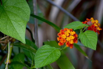 Hedge flower, yellow-red