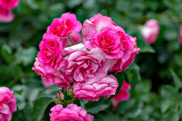 roses in garden