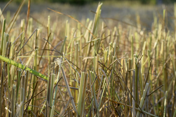 Rice plants that have been harvested