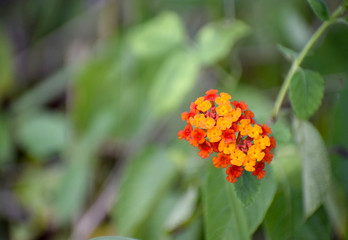 Hedge flower, yellow-red