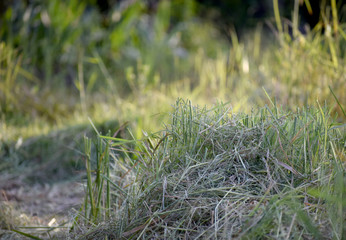 Rice plants that have been harvested