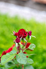 Red rose in garden