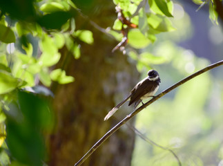 Bulbul on a branch