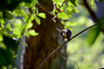 Bulbul on a branch