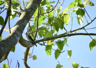 Fototapeta premium Finch on the Bodhi Tree