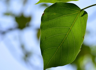 Fiber of the leaves of the Bodhi tree