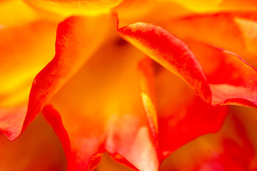Fototapeta na wymiar Close-up of orange rose