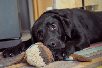 black dog play and sleep