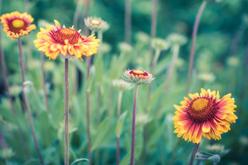 Orange red flowers. Glade flowers Rudbeckia in the summer garden