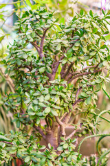 Crassula ovata or Jade Plant or Money Plant - domestic succulent plant