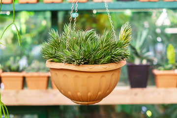 aloe plant in handig pot in green house.
