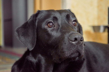 black dog play and sleep