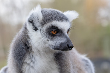 Zoo Thoiry