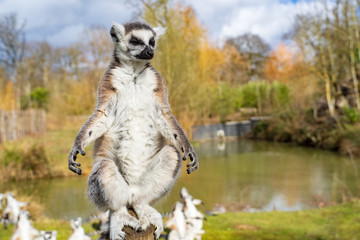 Zoo Thoiry