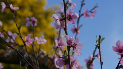 mimoza flower at spring