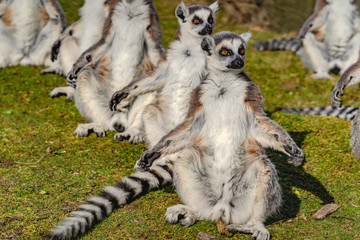 Zoo Thoiry