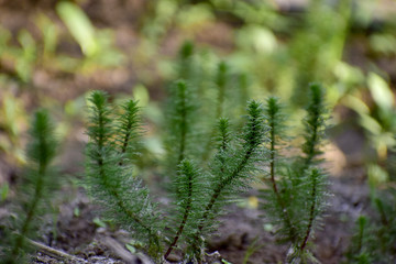 The  Hydrilla algae can grow while the water is dry.