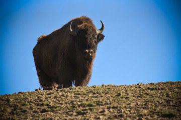 bison d'amérique