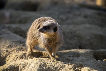 suricate