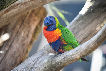 loriquet arc en ciel