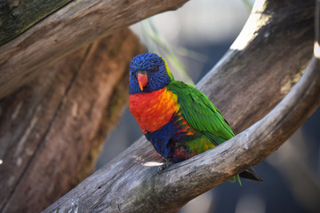 loriquet arc en ciel