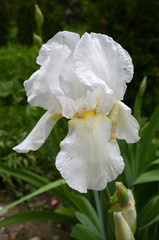 Close up of a beautiful delicate white iris flower in a spring garden, vertical orientation