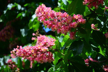 Close up of beautiful blooming red chestnut flowers in tree brunches in a sunny day, floral spring background