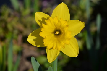 Fototapeta premium Chose up of a beautiful yellow daffodil flower in full bloom in a spring sunny day