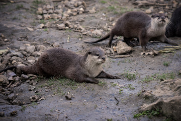 loutre