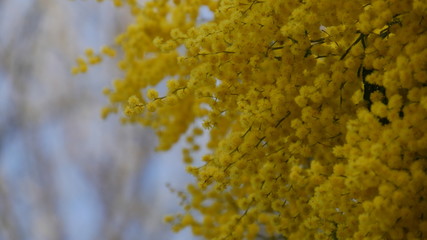 mimoza flower at spring