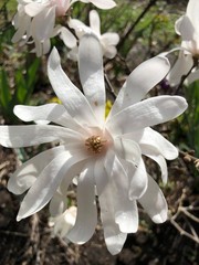 Fototapeta na wymiar beauté magnifique fleur blanche de magnolia au printemps 