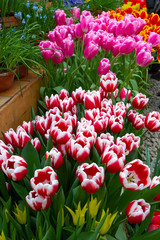 Decorative flowers in a greenhouse