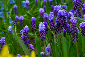 Decorative flowers in a greenhouse