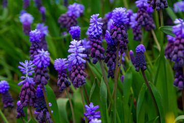 Decorative flowers in a greenhouse