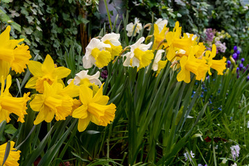 Obraz premium Decorative flowers in a greenhouse