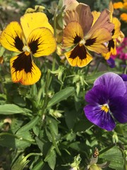 The viol, three flowers pansies, a bright summer flower, a bug creeps on a trunk