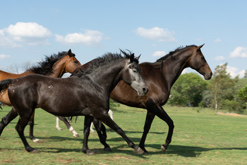 Three Horses Galloping