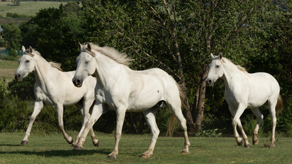 3 white horses galloping