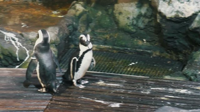 Little penguin aquarium zoo wildlife 4K slow motion