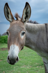 Fototapeta na wymiar Cute Donkey - Look at me