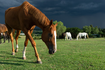 Chestnut Beauty Freerange