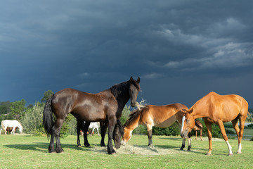 Fototapeta na wymiar Horses Grazing in a group