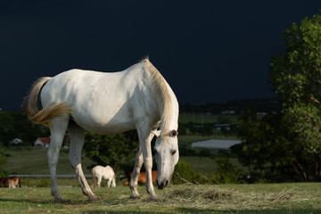 White Horse grazing before the storm
