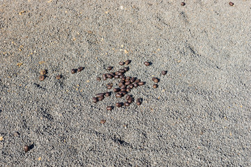 Many excrements of camels on the ground