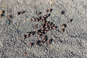 Many excrements of camels on the ground