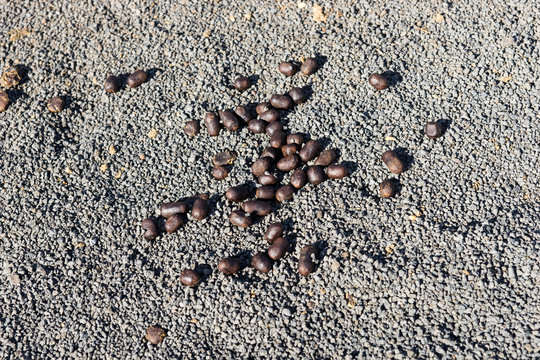 Many excrements of camels on the ground
