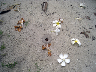  flowers in the sand